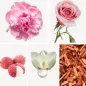 Preview: Duftnoten: Rose, Pfingsrose, Litschi, Magnolie, Zedernholz Preview: Duftnoten: Rose, Pfingsrose, Litschi, Magnolie, Zedernholz